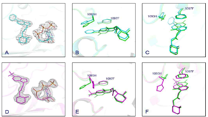 PRS와 DWN10271의 복합체 구조(A)와 Halofuginone 복합체 구조와의 비교 분석(B), (C). PRS와 DWN10285의 복합체 구조(D)와 Halofuginone 복합체 구조와의 비교 분석(E), (F). Halofuginone은 녹색, DWN10271은 청록색, DWN10285는 자주색으로 각각 표시되었다