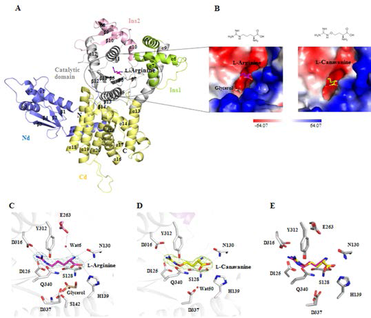 The overall structure of the cytoplasmic free form of hArgRS bound to L-arginine