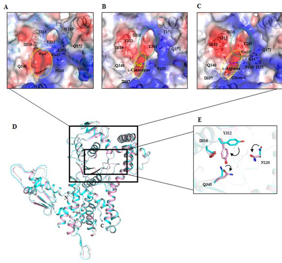 (A–C) Structural comparisons of the apo (A) L-canavanine-complexed (B) and L-arginine-complexed (C) forms of hArgRS shown as electrostatic surface models