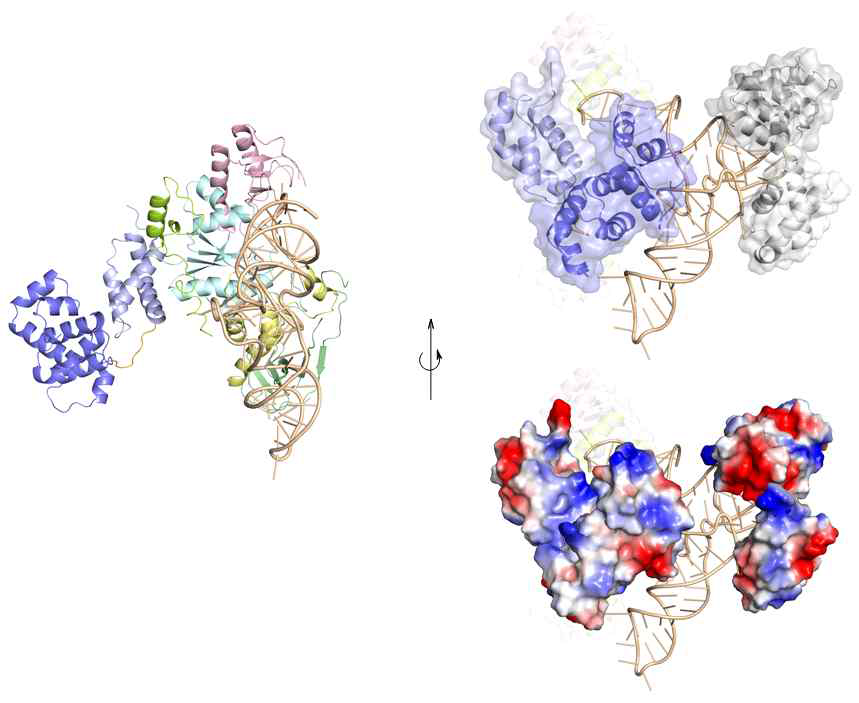 Modelling of human Glutaminyl-tRNA synthetase bound to tRNAGln