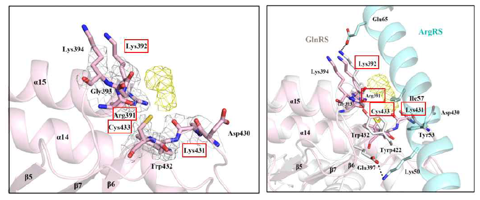 GlnRS 단독 구조 규명을 통해 확인한 Gln binding site 의 주요 잔기