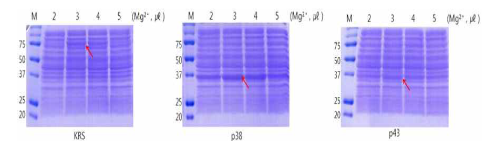 KRS, P43, p38 발현 조건 optimization