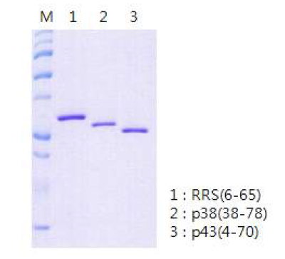 RRS, p38, p43의 leucine zipper 발현 및 정제