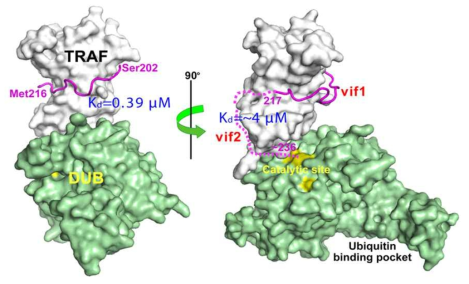 vIRF4의 vif1과 vif2에 의한 HAUSP의 양쪽성 저해 기작 (bilateral inhibition mechanism)을 나타내는 복합체 입체구조