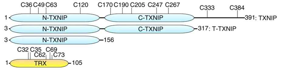 TXNIP 및 TRX의 도메인 구조 및 시스테인 잔기