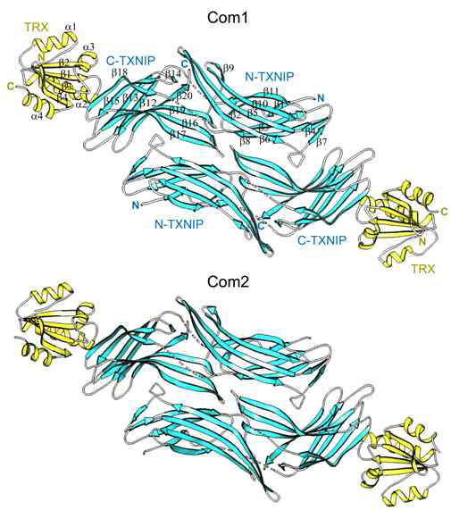 TRX-TXNIP 복합체 Com1, Com2의 입체 구조 모델