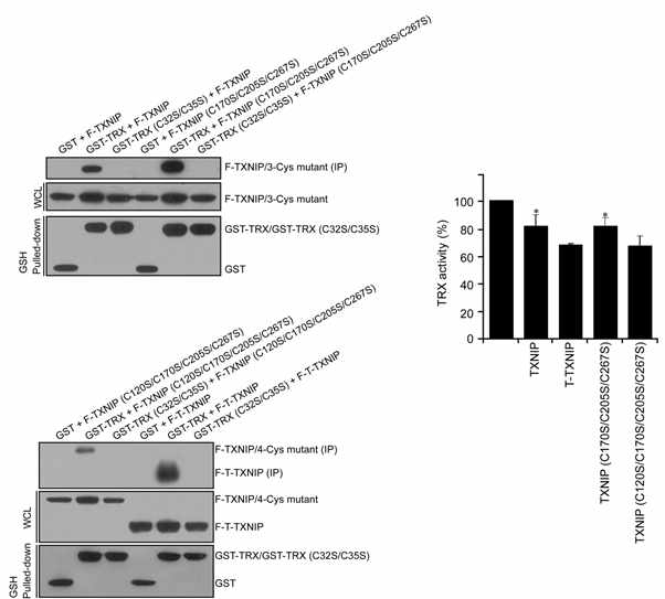 Mutated TXNIP와 wild-type TXNIP의 TRX interaction 및 inhibition 활성 비교