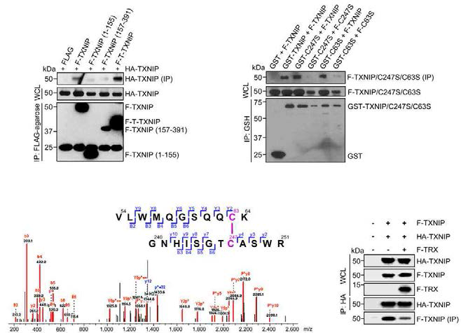 TXNIP Cys63과 TXNIP Cys247을 통한 interprotomer disulfide bond 형성