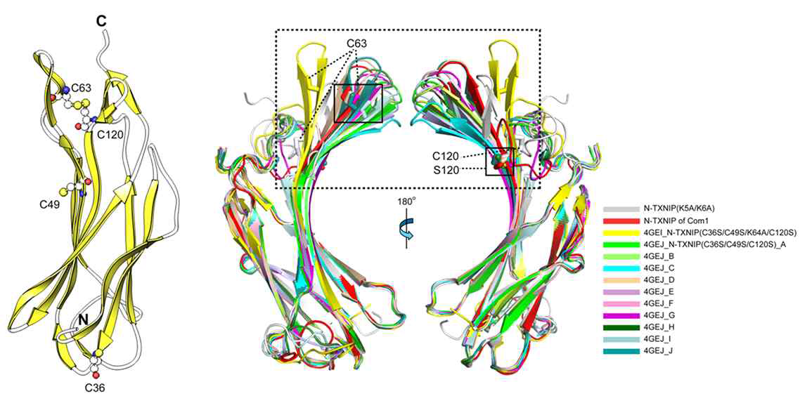 시스테인 63에 의한 N-TXNIP의 conformational 변화