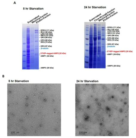 Starvation 조건을 활용한 stable MSC 존재 가능 조건 탐색