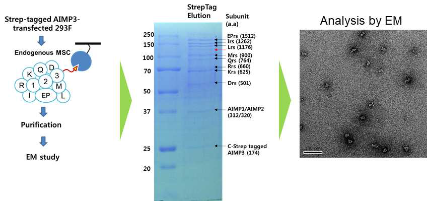 포유동물세포로부터 Multi-Synthetase Complex 단백질을 정제하는 과정 및 negative EM 실험 결과