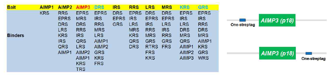 AIMP3를 이용한 Interactome 분석(좌), MSC 발현에 사용된 구성 클론들(우)