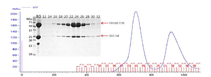 DX2 full-KRS(66-579)의 Double complex의 SEC와 SDS_PAGE 결과