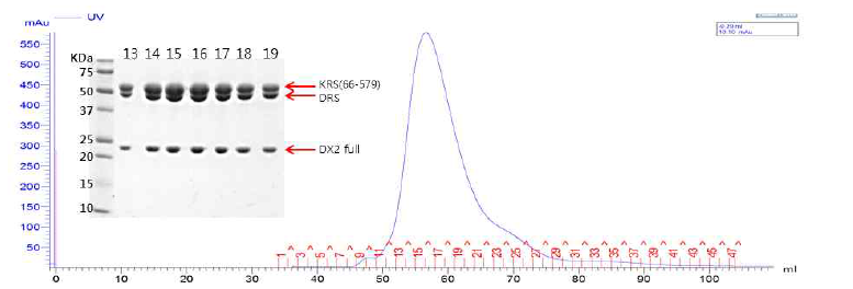 DX2 full-KRS(66-579)-DRS full의 triple complex의 SEC와 SDS_PAGE 결과