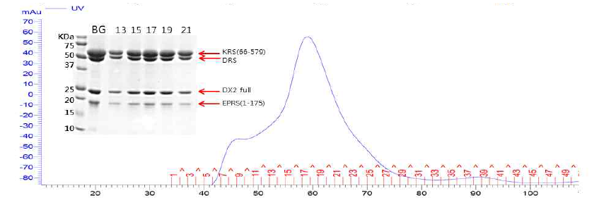 DX2 full-KRS(66-579)-EPRS(1-175)-DRS full quadruple complex의 SEC와 SDS_PAGE 결과