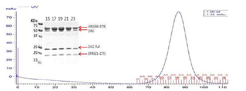 DX2 full-KRS(66-579)-DRS full-EPRS(1-175) 의 quadruple complex의 SEC와 SDS_PAGE 결과