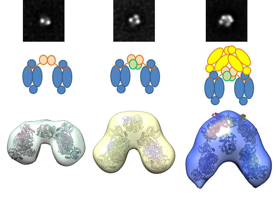 co-align된 image를 바탕으로 구한 electron density map 및 구조 fitting