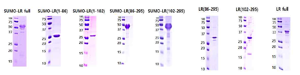 정제된 His-SUMO-fused LR, LR constructs