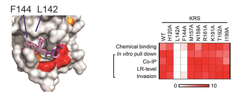 KRS (1-207)에서 two residues (L142, F144)의 YH16899와의 결합에서의 역할