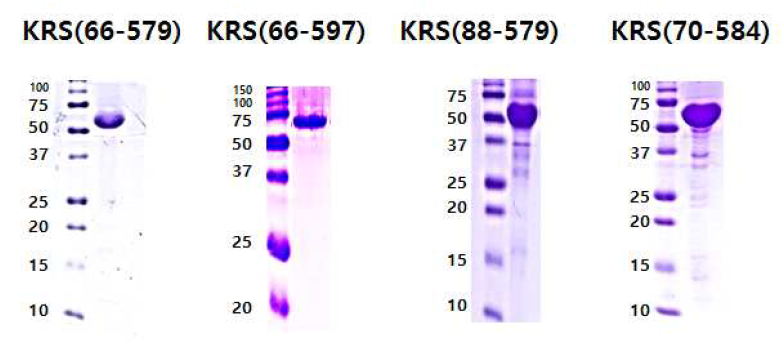 BC-K01과 YH16899와의 결정화를 위해 정제된 KRS constructs