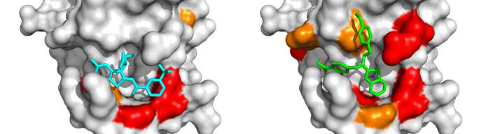 KRS(72-207)과 YH16899 화합물(좌), SL10화합물(우)의 docking 결과 비교