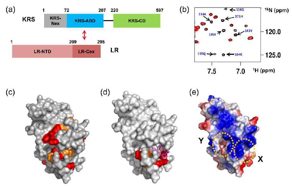 KRS 와 LR의 상호작용 도메인 (a) 과 상호 작용시 변화하는 NMR 신호 (b). LR와 상호작용하는 KRS의 표면 residues (c), 및 BC-K-01 상호작용 부위 (d). KRS 표면의 타겟 부위 특성 분석 (e)