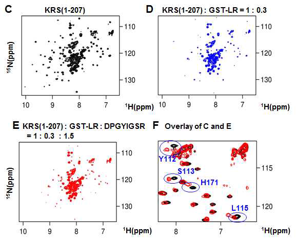 (C) KRS(1-207)의 1H-15N TROSY spectra. (D) KRS(1-207)에 GST-LR 첨가 후 KRS(1-207)의 1H-15N TROSY spectra. (E) KRS(1-207)에 GST-LR, laminin peptride 첨가후 KRS(1-207)의 1H-15N TROSY spectra. (F) 그림 C와 D를 overlay 하여 확대함