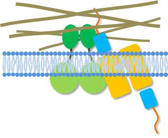 KRS와 67LR의 membrane 상에서의 결합모드 예측