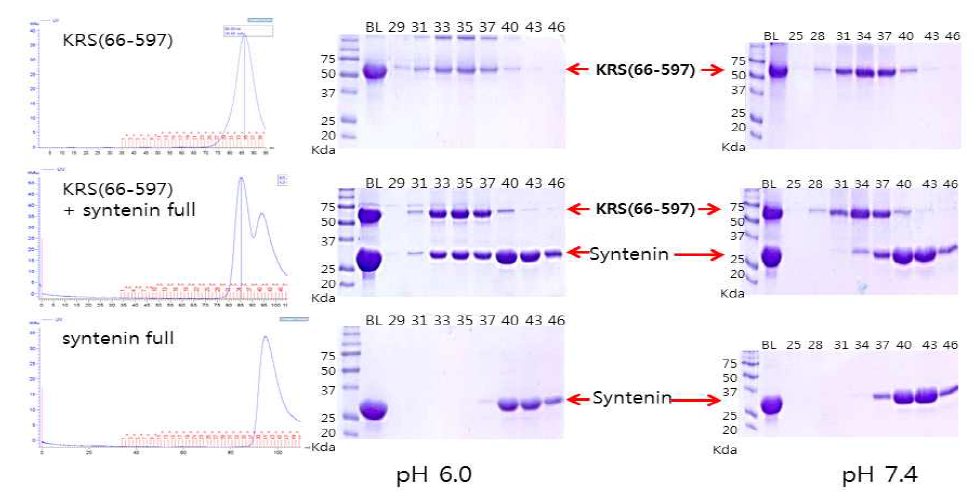 pH 6.0과 7.4에서, KRS(66-597)-syntenin mixture의 gel filtration과 SDS_PAGE 결과