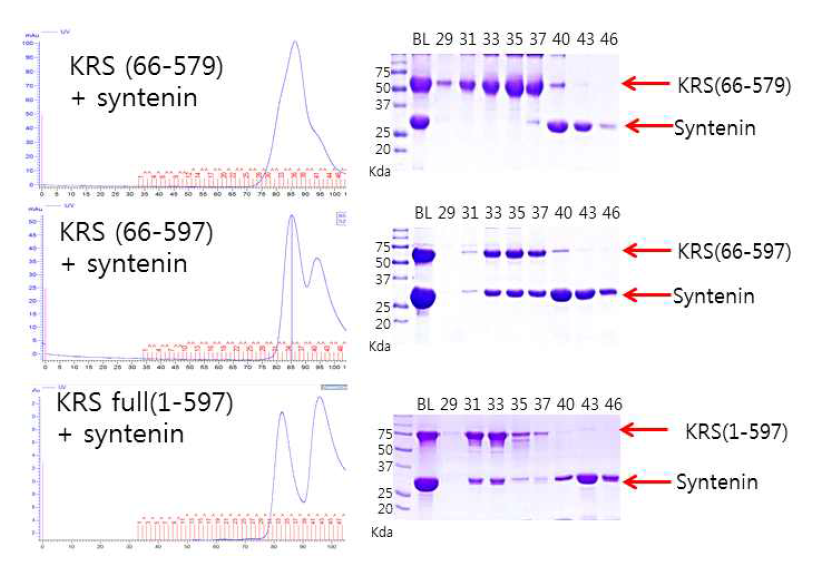 KRS(66-579)-syntenin mixture, KRS(66-597)-syntenin mixture, KRS(1-597)-syntenin mixture의 gel filtration과 SDS_PAGE 결과