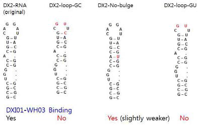 화합물 결합 부위 확인을 위한 DX2 RNA mutants 들