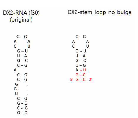 DX2 RNA의 2차구조