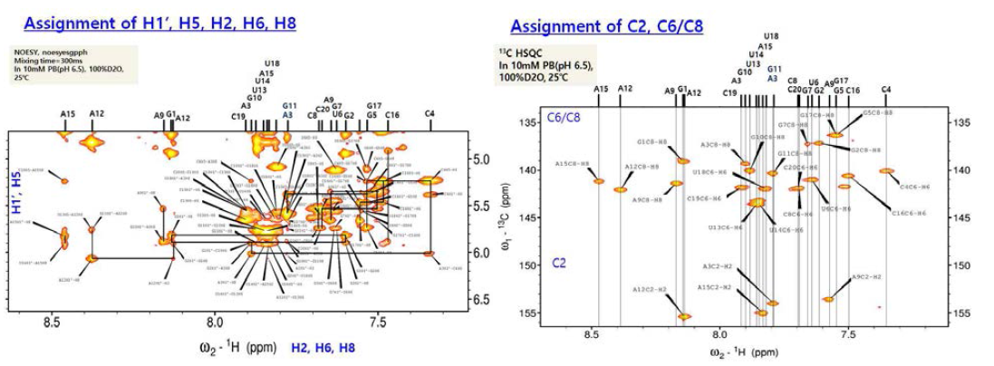 DX2-RNA의 hairpin loop 부분의 NMR assignment