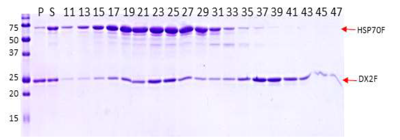 DX2 full과 HSP70 full을 각 정제한 뒤 섞어서 정제한 복합체의 SDS_PAGE 결과