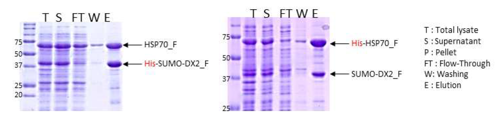 affinity chromatography 를 이용한 His-SUMO-DX2 full-HSP70 full complex와 His-HSP70 full-SUMO-DX2 full complex 의 정제과정의 SDS_PAGE 결과