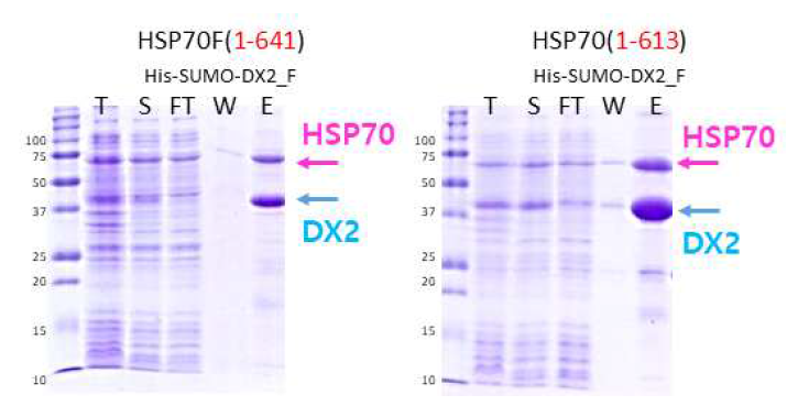 His-SUMO-DX2 full에 대한 HSP70 full과 HSP70(1-613) 의 pull down 결과