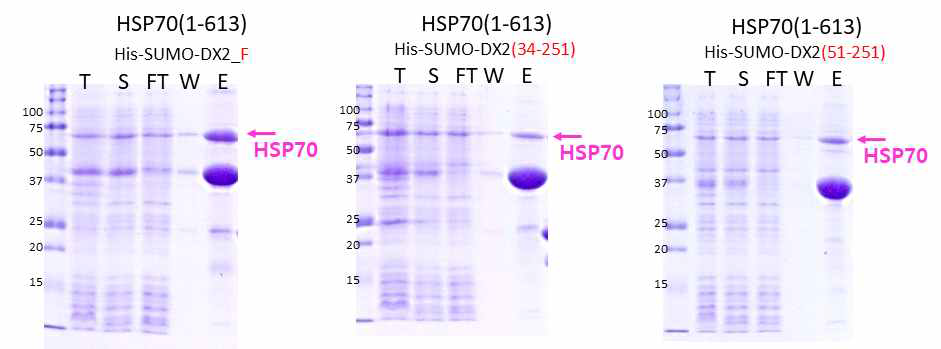 HSP70(1-613)에 대한 DX2 full, DX2(34-251), DX2(51-251) 의 pull down 결과