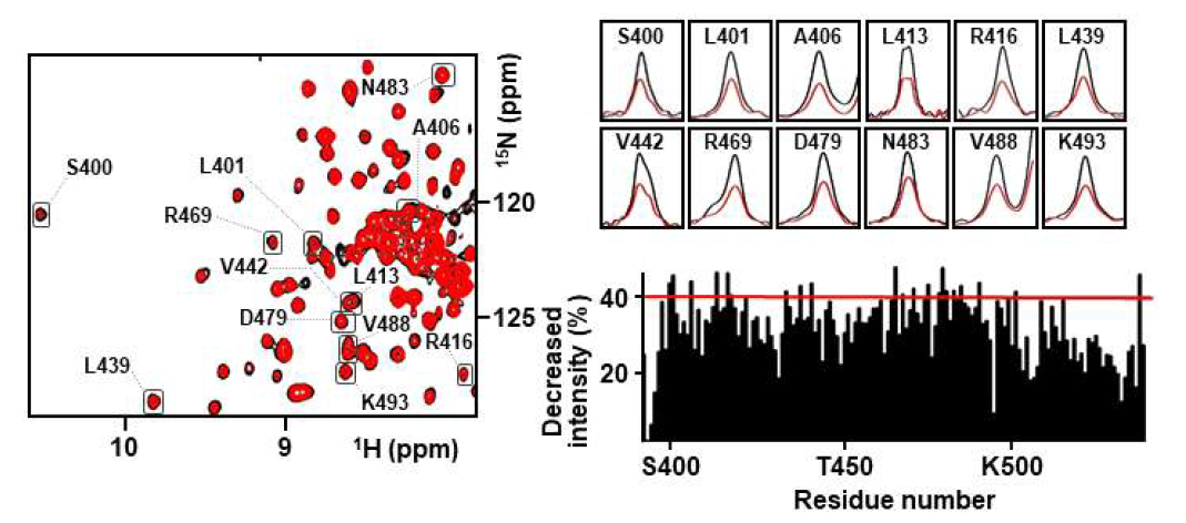 DX2 full을 HSP70-SSBD에 첨가하기 전(검정)과 후(빨강)에 대한 HSP70-SSBD의 1H-15N TROSY spectra(좌), signal intensity가 많이 변한 12 residues에 대한 1D spectra(우,상)와 감소한 intensity(%)에 대한 그래프(우,하)