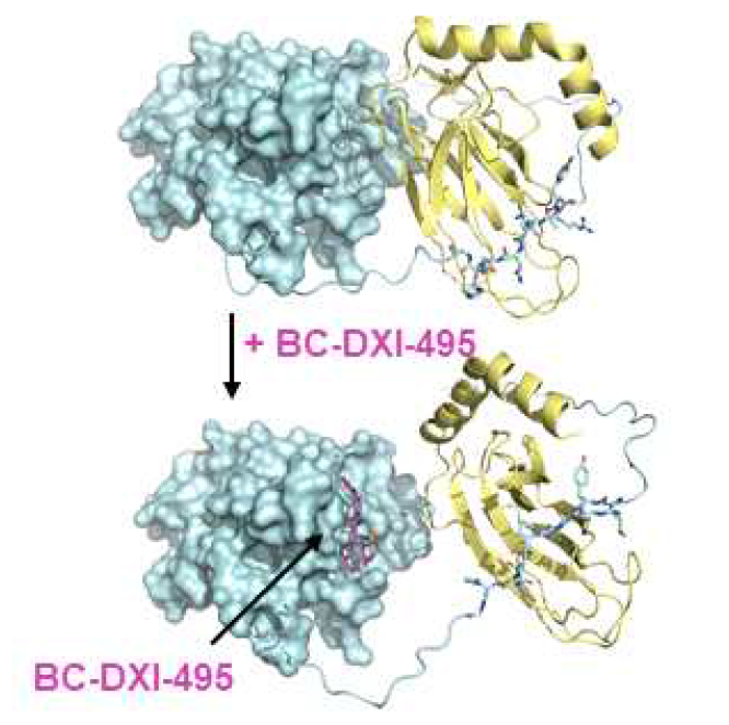BC-DXI의 결합구조와 결합시 DX2-HSP70 상호작용 저해 기전을 확인함