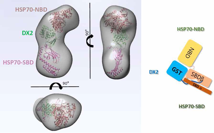 AIMP2-DX2와 HSP70 (full length) 의 저해상도 결합구조 및 결합 모식도