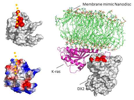 Membrane 상에서 AIMP2-DX2와 K-ras 의 결합을 예측하는 모델