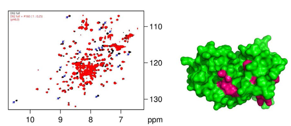 DX2 full에 #160 화합물 첨가 후 DX2 full의 1H-15N TROSY spectra(좌) DX2와 #160 화합물의 상호작용 부위 mapping (우)