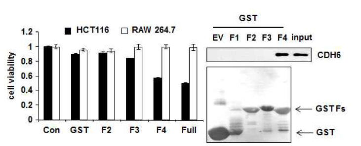 human GRS fragment 들의 암세포 억제능 및 CDH6 결합능 비교