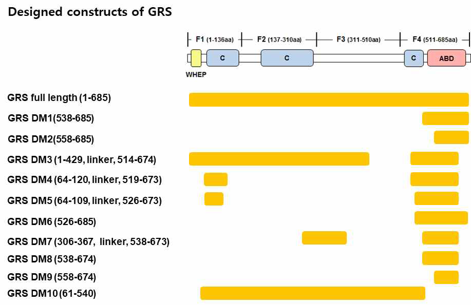 Human GRS의 암억제 활성 도메인 안정화를 위한 constructs 디자인