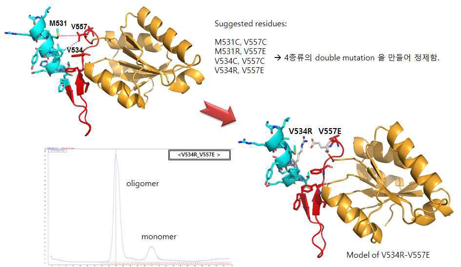 4종류의 mutants 디자인 및 정제 profile