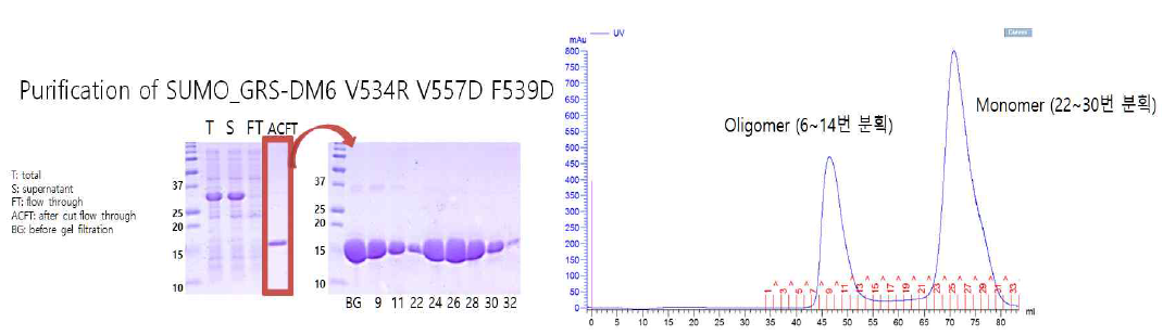 GRS DM6　V534R　V557D F539D 단백질의 정제 과정 중 oligomer, monomer peak