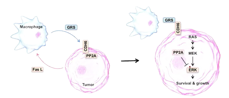 Cancer microenvironment