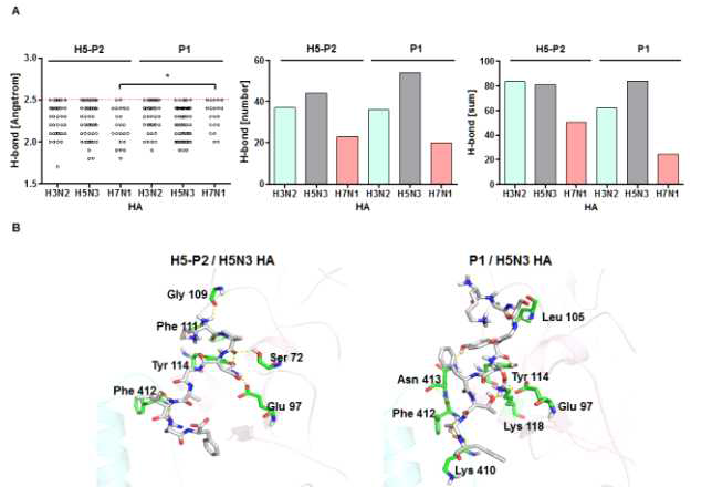 P1 과 H5-P2 펩타이드의 수소 결합력 예측 결과