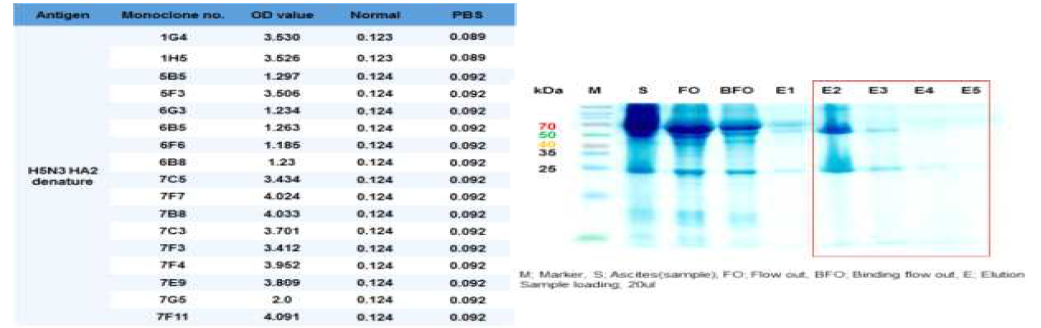 Monoclonal antibodies for H5N3 HA2 denature specific antigen