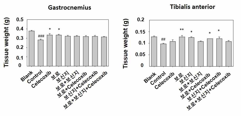 암성 악액질 동물모델에서 보로와 보신지 투여에 의한 근육조직 무게 변화 확인